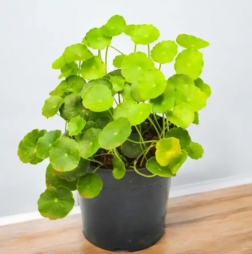 brahmi