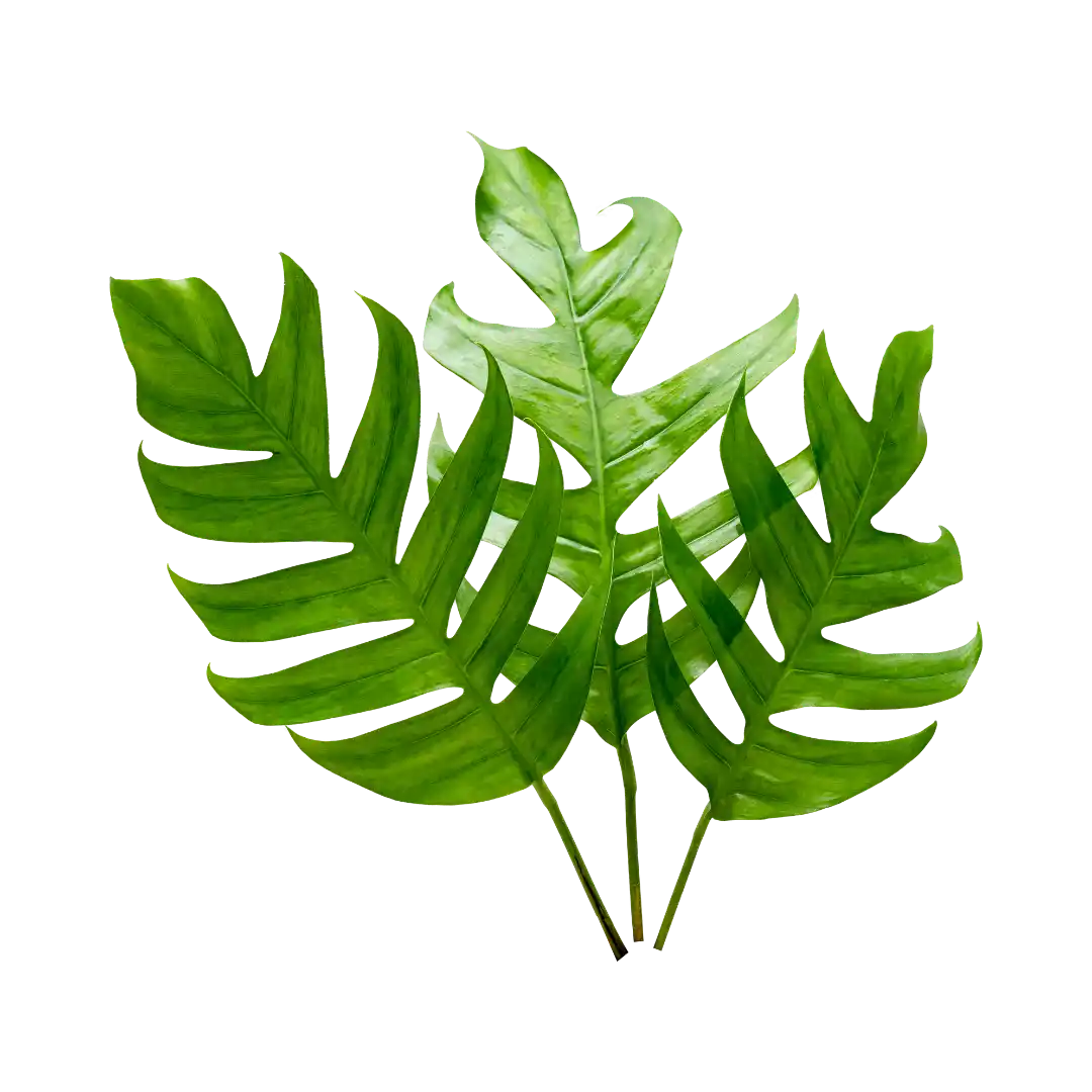leaves