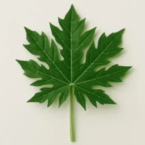 papaya_leaves