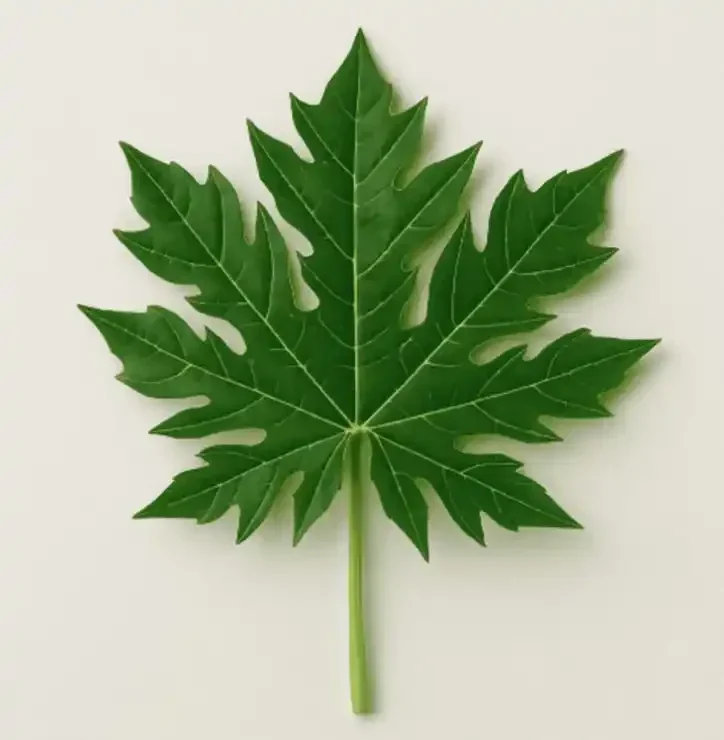 papaya_leaves